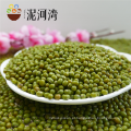 New crop Green mung beans para alimentos